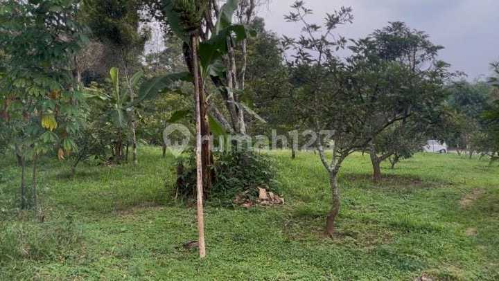 For Sale Mango & Clove Garden Land, Expandable in Purwakarta