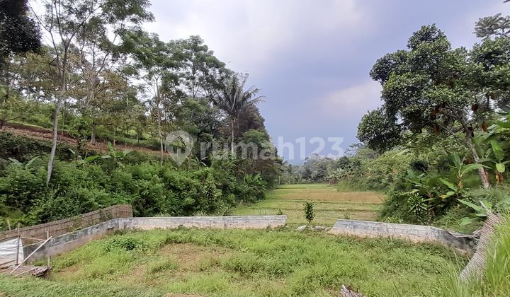 Tanah Sawah Ada Mata Air di Pedesaan Sindangsari Bojong Purwakarta