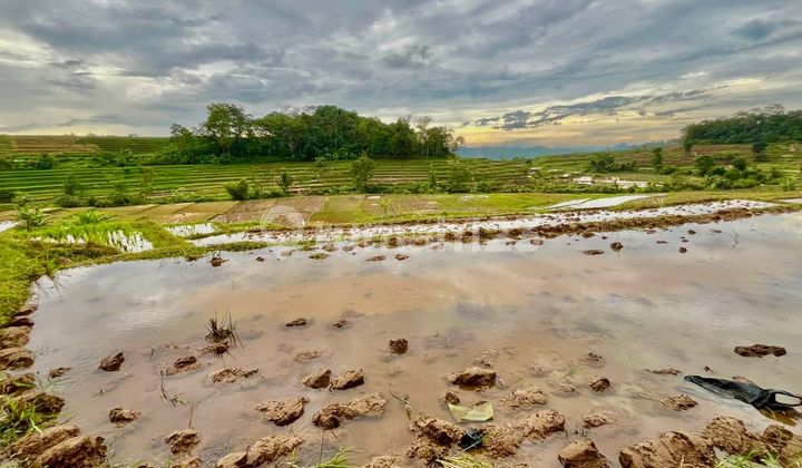 Dijual Murah Tanah Sawah Pemandangan Bagus di Darangdan Purwakarta Dijual Murah Tanah Sawah Pemandangan Bagus di Darangdan Purwakarta