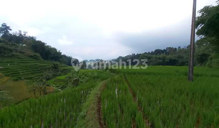 For Sale Cheap Villa House + Fish Pond + Rice Field + Durian Trees in Sumedang