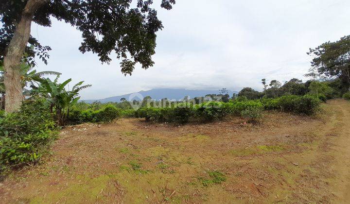 Dijual Murah Tanah Kebun Teh Pinggir Jalan Mobil di Bojong Purwakarta 1