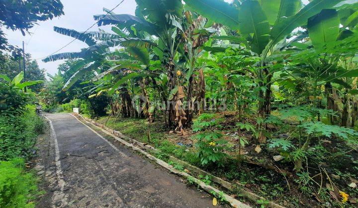 Tanah Kebon Murah Dekat Pasar Wiradesa Pekalongan 2