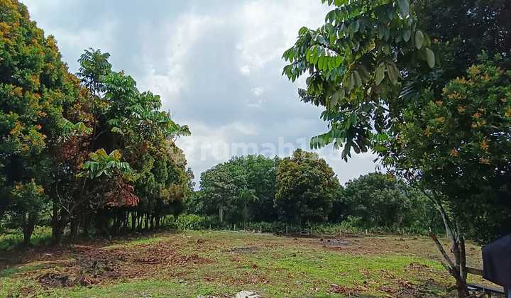 Dijual Cepat Tanah Harga Dibawah NJOP Siap Bangun di Simpang Tiga Dijual Cepat Tanah Harga Dibawah NJOP Siap Bangun di Simpang Tiga