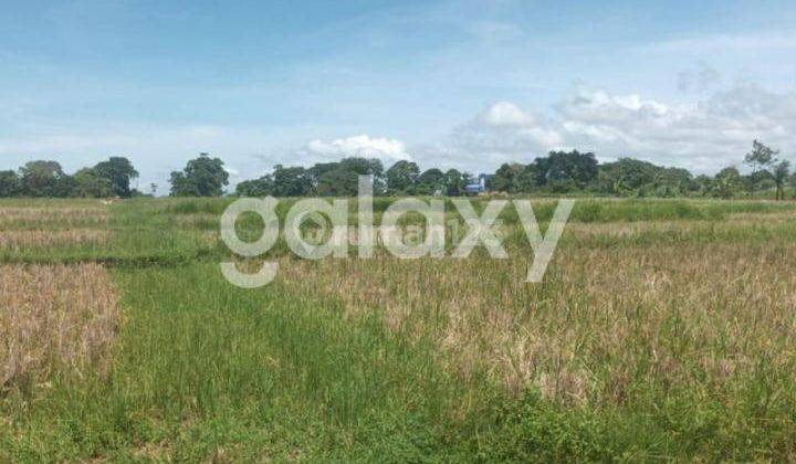 TANAH KAVLING VIEW SAWAH RAYA PANTAI KEDUNGU BELALANG KEDIRI TABANAN, BALI 2