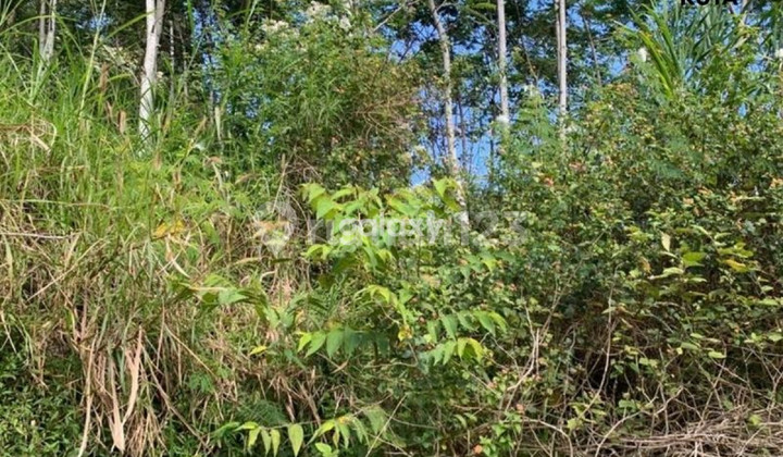 FOR SALE LARGE LAND IN BEDUGUL PANCASARI SUKASADA BULELENG, BALI