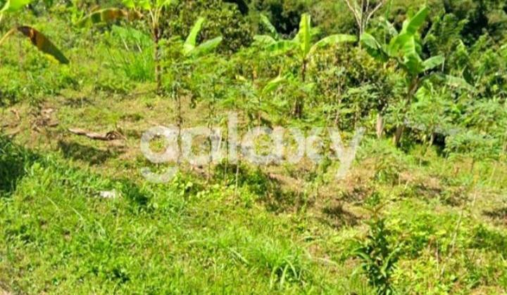 Tanah Asri dan Sejuk di Juwuk Legi Antapan Baturiti Tabanan, Bali Tanah Asri dan Sejuk di Juwuk Legi Antapan Baturiti Tabanan, Bali