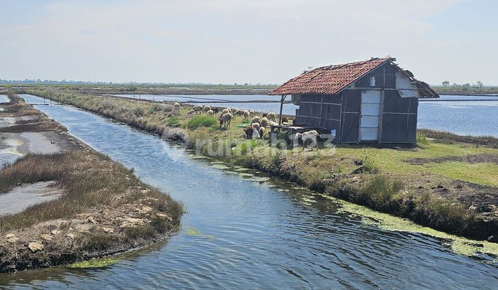 Dijual Tambak Ikan – Cemara Jaya Karawang Barat Dijual Tambak Ikan – Cemara Jaya Karawang Barat