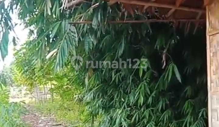 Dijual Tanah padat Lokasi Cikopo mayak, Jasinga Bogor. 