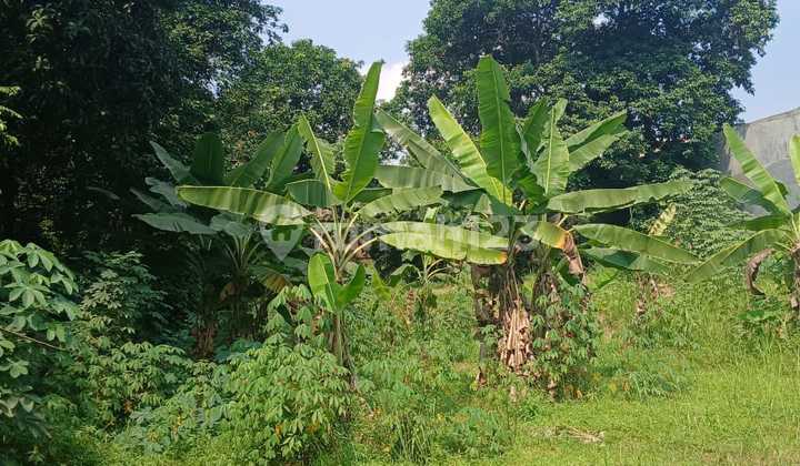 For Rent: Strategically Located Garden Land on the Main Roadside of Bantar Gebang-Setu, Bekasi For Rent: Strategically Located Garden Land on the Main Roadside of Bantar Gebang-Setu, Bekasi