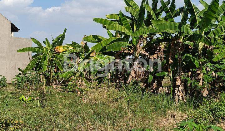 LAHAN SIAP DIBANGUN UNTUK PERUMAHAN , LOKASI DIPINGGIR JALAN RAYA MENUJU EMBARKASI HAJI SOLO 2