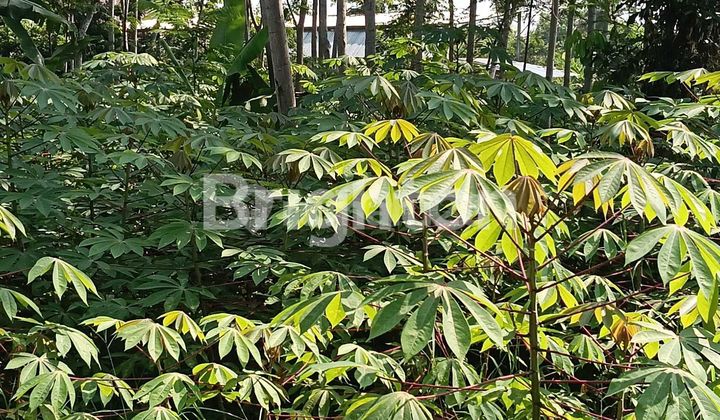 LAHAN SIAP DIBANGUN, LOKASI PINGGIR JALAN YANG RAMAI , JATIBARANG  - MIJEN - SEMARANG 2