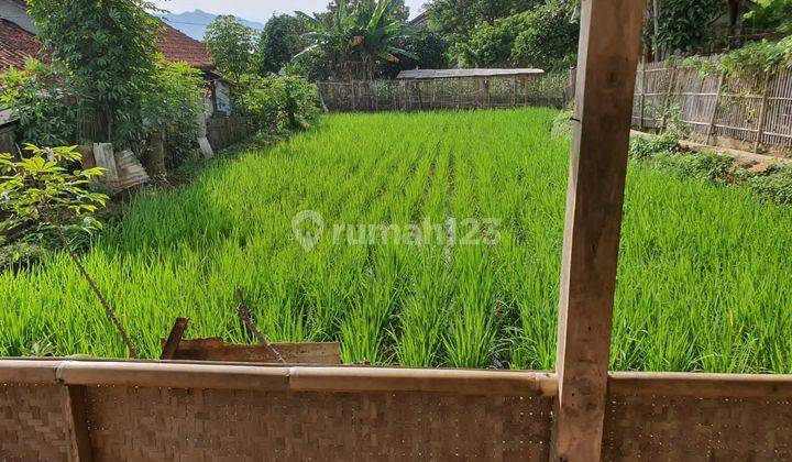 Dijual Cepat Sawah 392m di Tanjungsari Sumedang subur dan produktif pertumbak 5,2jt 1