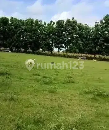 Tanah di Djenu Tuban, Tuban SHM 33.000 m² 5