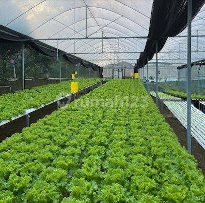 Ruang Usaha/Farm Sayur Hidroponik Super Luas Di Kabupaten Semarang 1