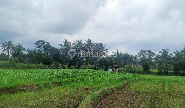 Sawah murah Deket area pasar setrategis  3