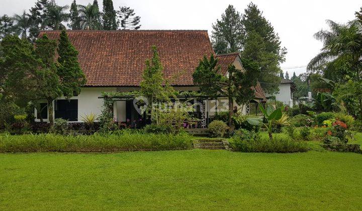 Villa cisarua bogor halaman luas bangat bisa buat olahraga  1