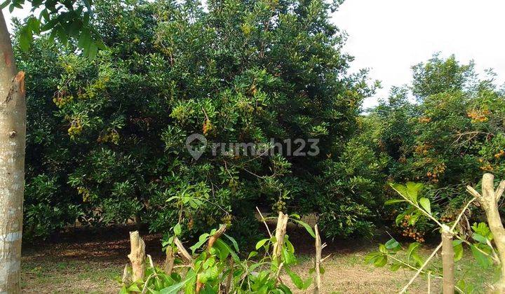 Tanah Kebun Purwakarta Indah, Dekat Tol Cikampek 3