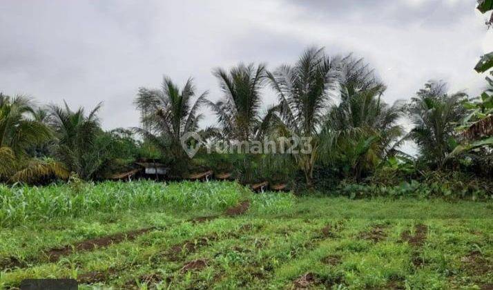 Dijual Tanah Bagus Untuk Perkebunan, Perumahan Dan Investasi 1