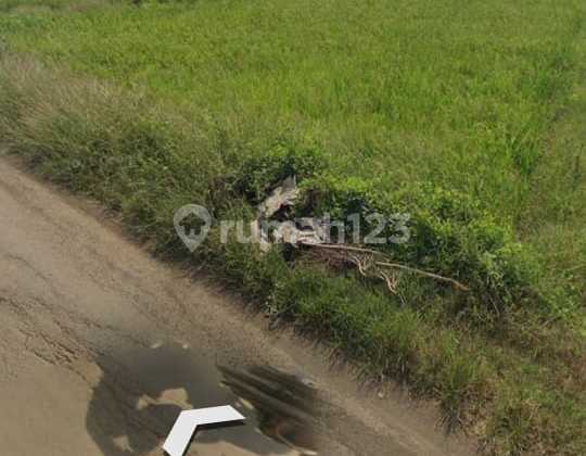 For sale: Productive rice field with 3 harvests per year