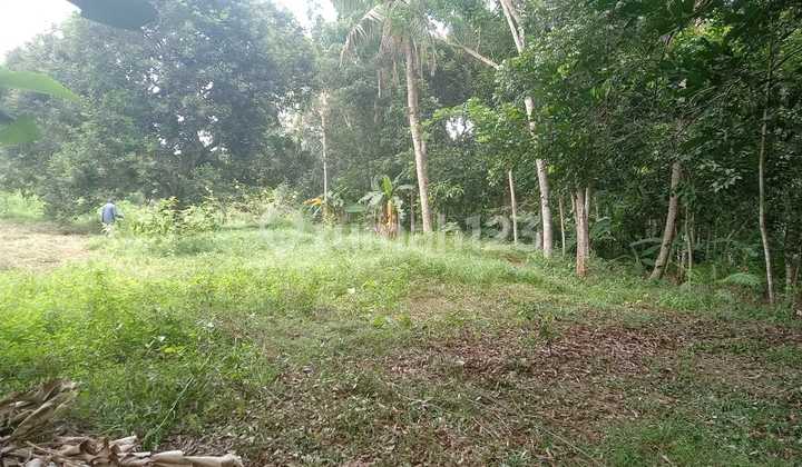 Dijual Bu Kebun Produktif Lokasi Strategis Akses Mobil Desa