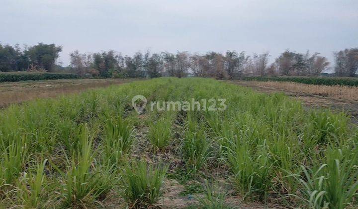 Dijual Tanah Sawah Jetis Mojokerto Harga Nego  1