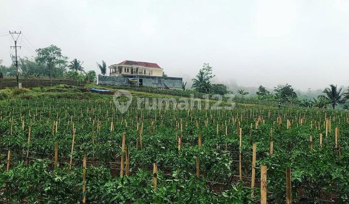 Dijual Lahan Perkebunan di Jalur Puncak 2, Kp. Babakan Randu, Sukamakmur Bogor