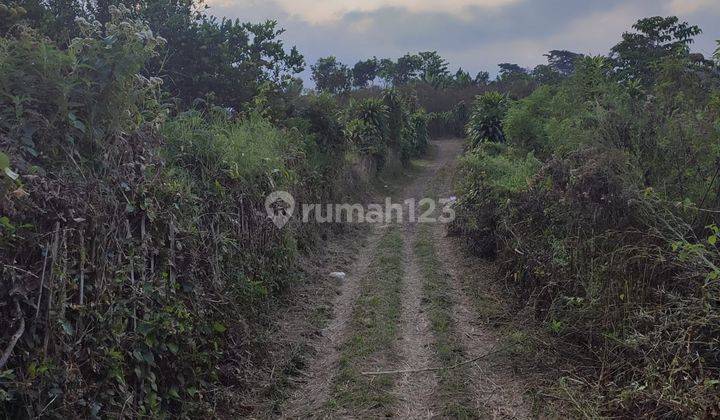 Dijual Kebun Jeruk Keprok Di Bumiaji Batu 2