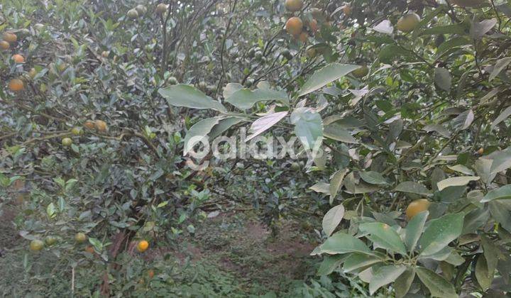 Dijual Kebun Jeruk Keprok Di Bumiaji Batu 2