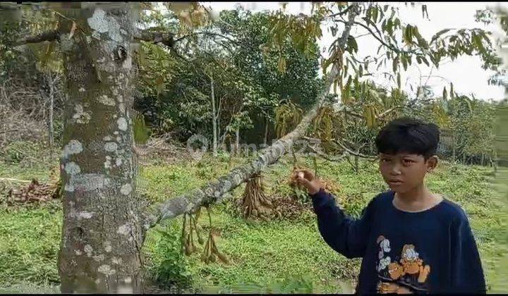 Tanah Kebun Durian Di Jual 1