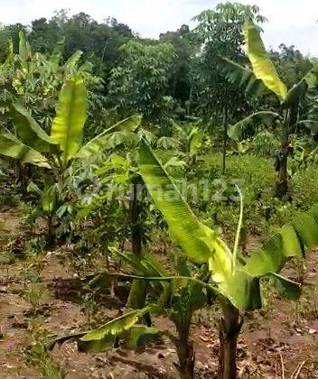 Tanah luas untuk kebun. Gudang dan kandang ternak di jual 2