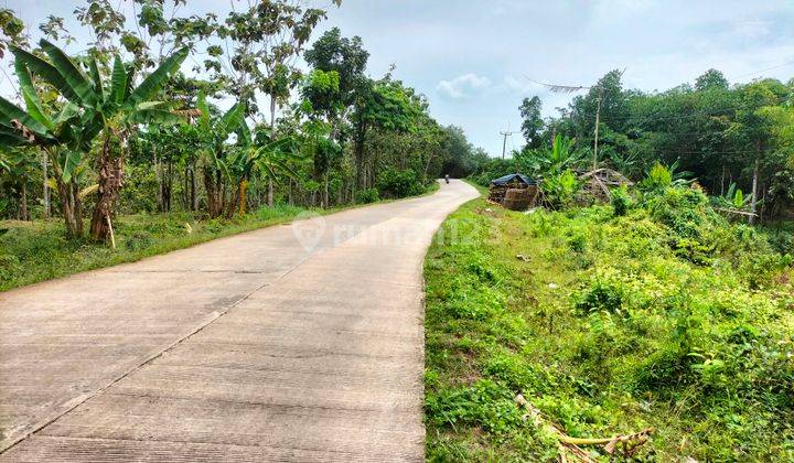 Tanah kebun jati di jual  1