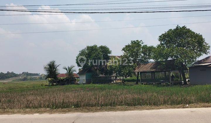 Tanah sawah di jual 1