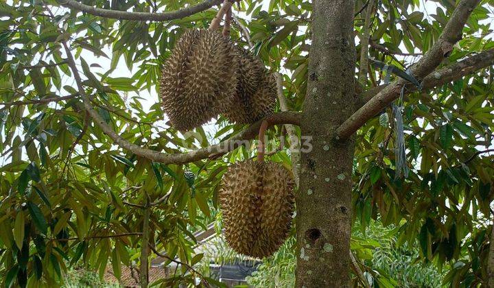 Tanah kebun durian di jual 1