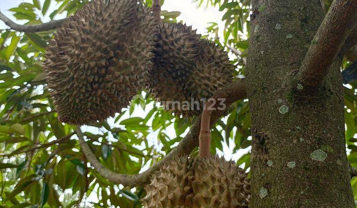 Tanah kebun durian di jual 2