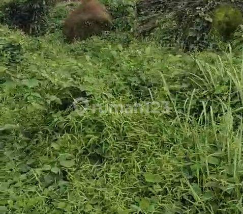 Di Jual Tanah Kebun Dan Peternakan 2