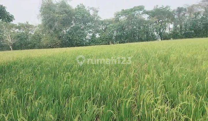 Sawah Producktiv Di Jual 2