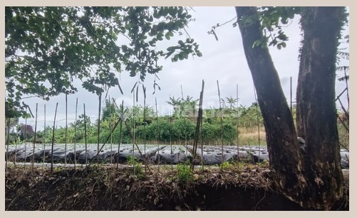 Tanah Kavling Luas di Sayap Setiabudi Bandung Buat Villa,Perumahan,Hotel