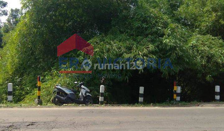 Tanah Sumberjo Kandat, Kabupaten Kediri, Ada Peternakan Ayam 1