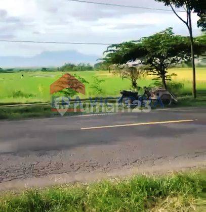 Tanah Luas Di Jalan Raya Situbondo Banyuwangi, Dekat Alun Alun Kapongan 2