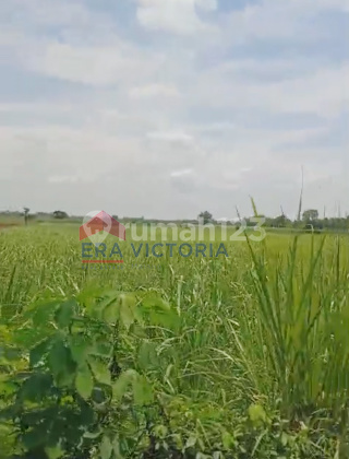 Investasi Tanah Kediri Lokasi Nyaman Dekat Fasilitas & Wisata Memancing