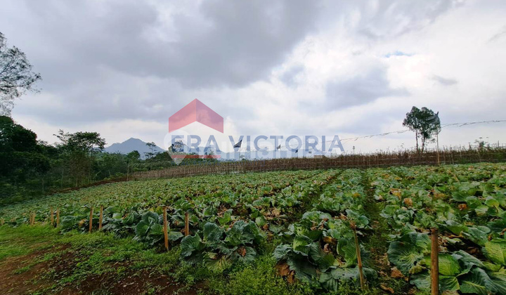 Tanah Subur Strategis di Nongkojajar Cocok untuk Teaching Farm & Perkebunan