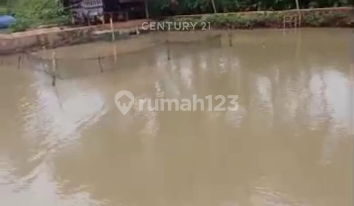 Tanah dan Kolam Ikan Sudah Ada Listrik Cimanuk Pandeglang