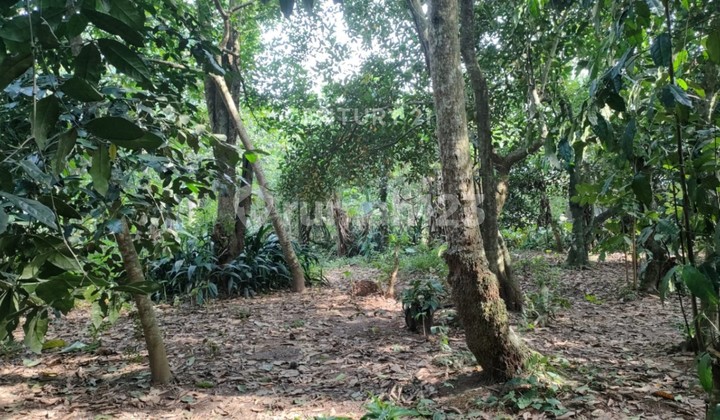 Flat Land Ds Sukalaksana Negotiable Until Deal Flat Land Ds Sukalaksana Negotiable Until Deal