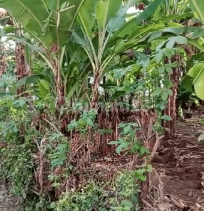 Tanah Kebun Tembong Cipocok Dekat Sman 2 Cipocok 2