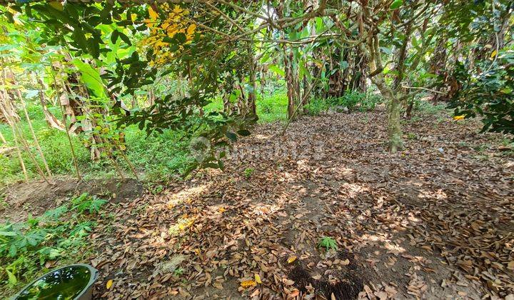 Tanah Kebon Waringinkurung Harga Miring Nego Halus 1