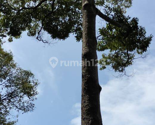 Tanah Berikut Kebon Duren Mancak Nego Sampai Deal 2