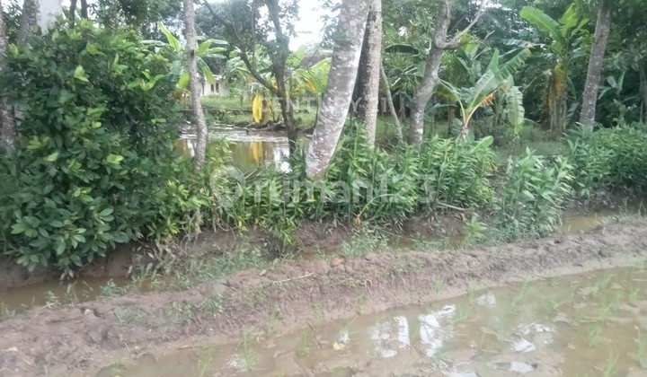 Tanah Sawah Panimbang 1 Hektar Nego Sampai Deal