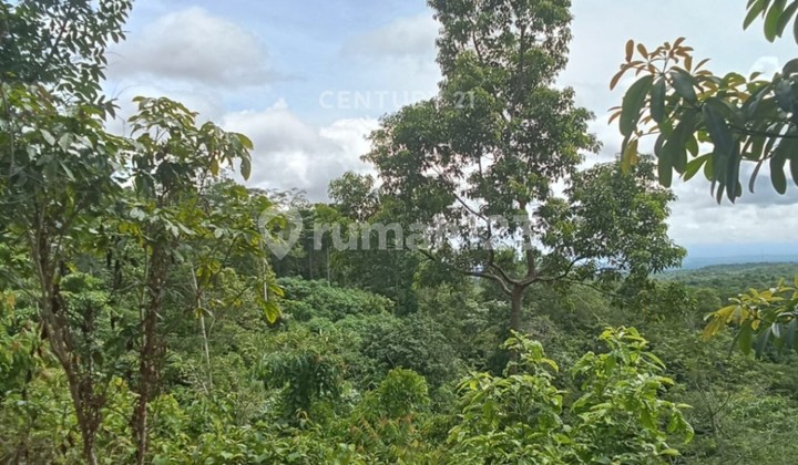 Cigeulis Hill Land Pandeglang Low Price