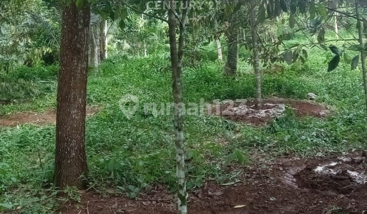 Tanah Saketi Pandeglang Bonus Pohon Duren dan Lain Lain