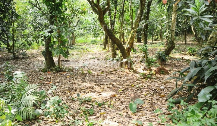 Land in Sukalaksana Village Suitable for Villa Land in Sukalaksana Village Suitable for Villa